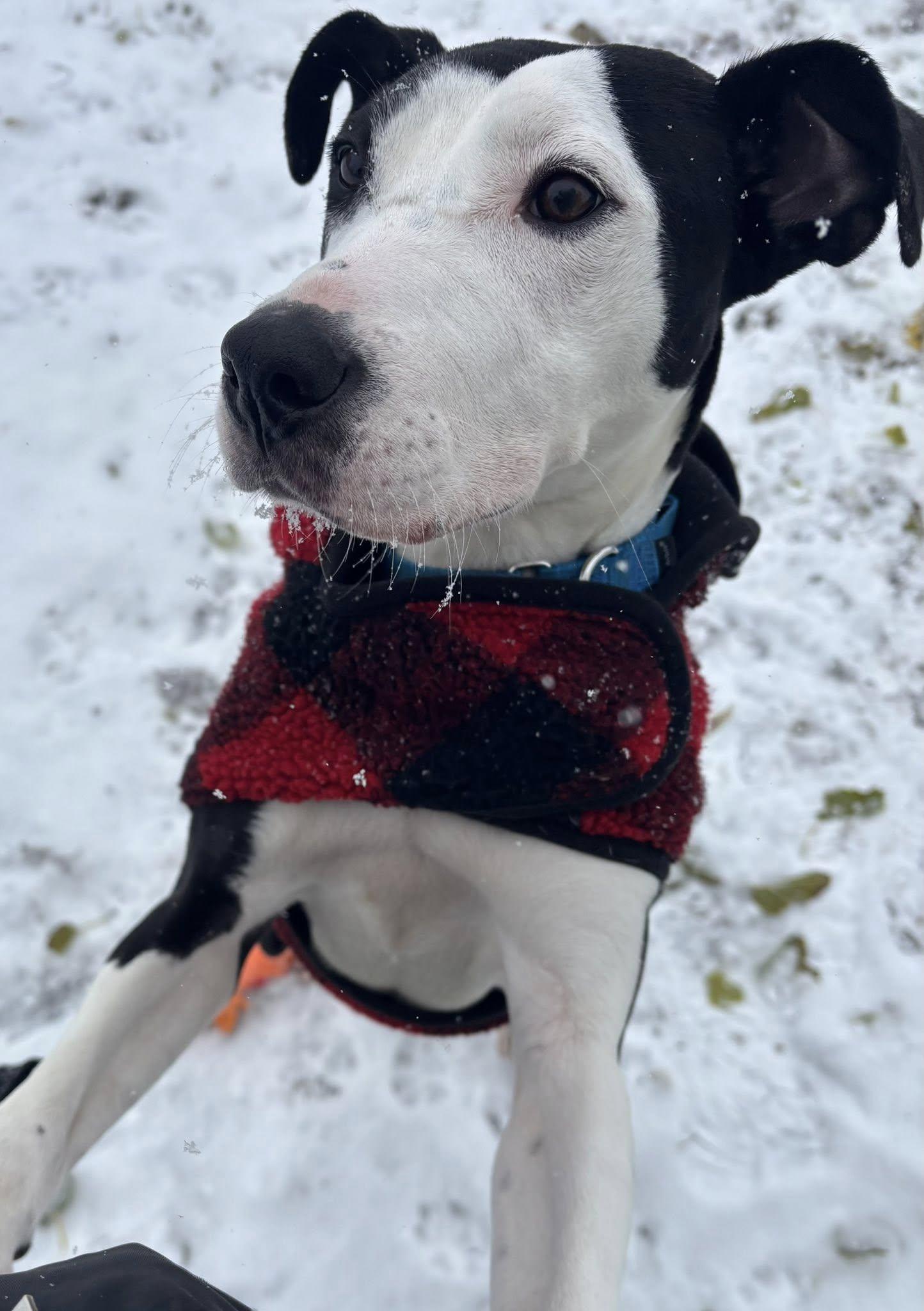 Jinger, Adoptable, Young Female Hound & Terrier.