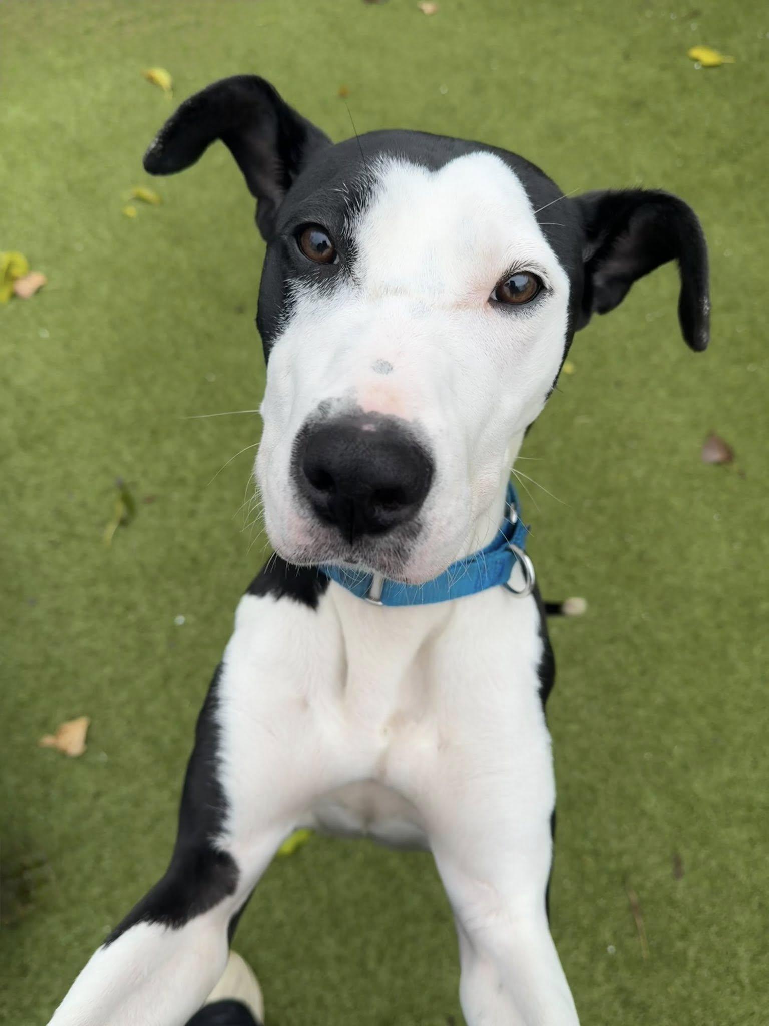 Jinger, a Adoptable mixed breed in Whitestown, IN image 3/4