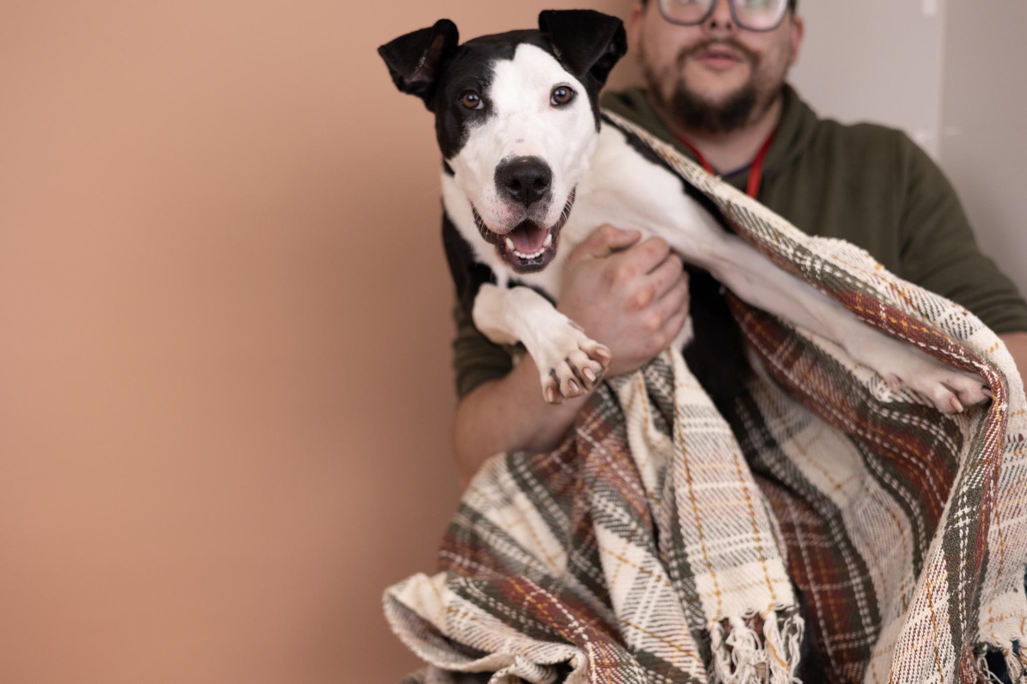 Jinger, a Adoptable mixed breed in Whitestown, IN image 4/4