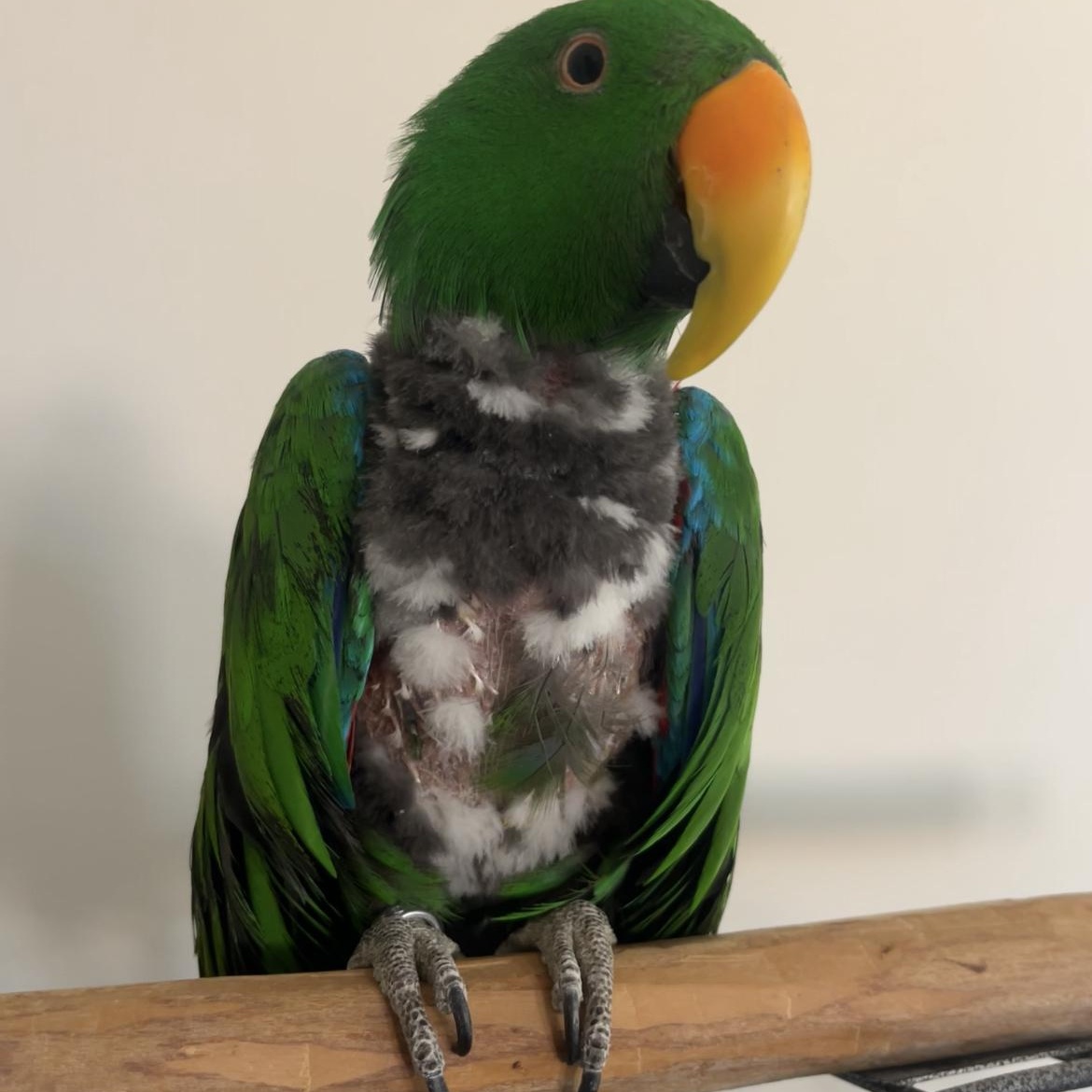 Mr. Hobbs, Adult Male unknown
