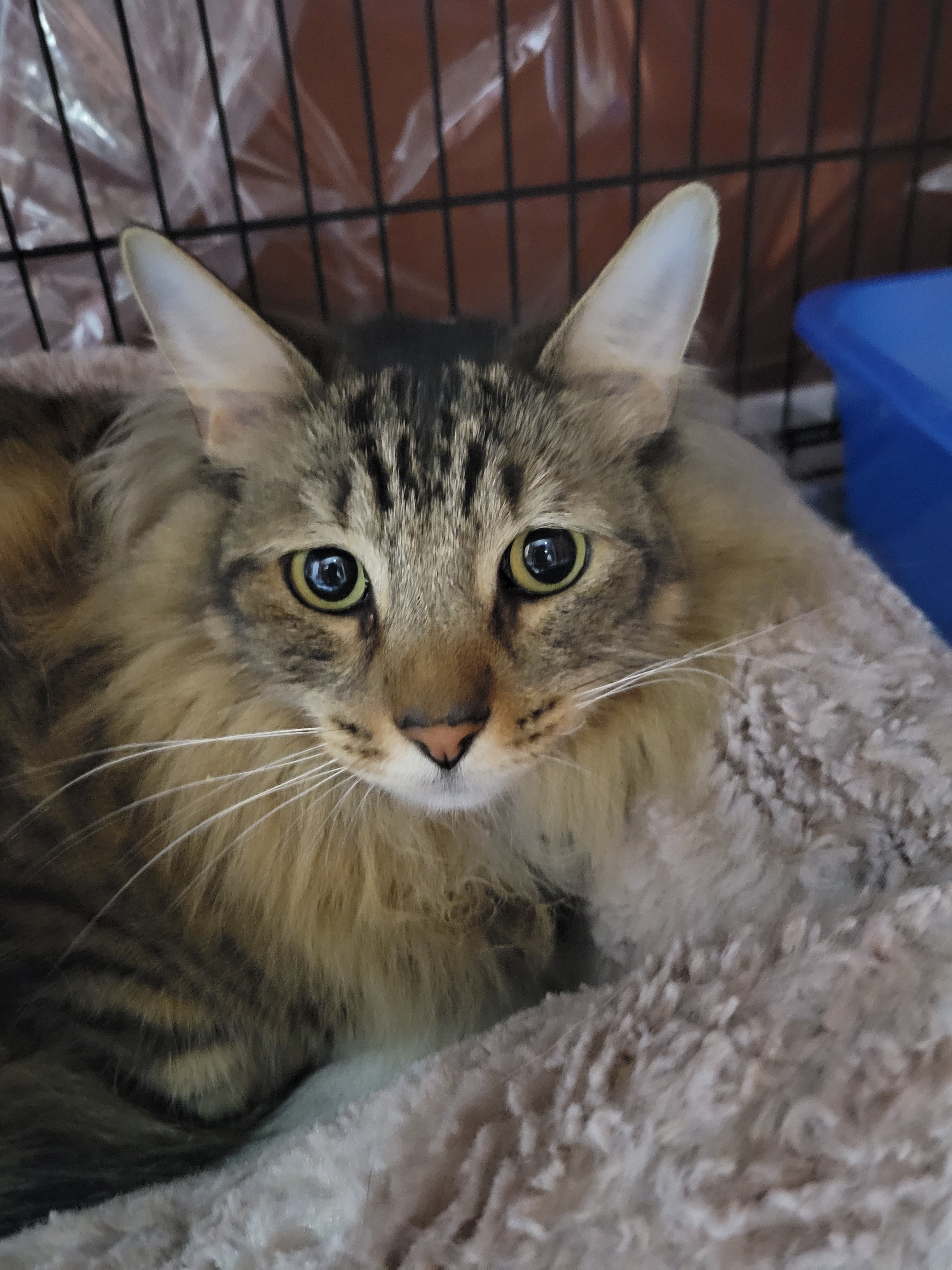 Leonidas, Adopted, Adult Male Maine Coon & Domestic Long Hair.