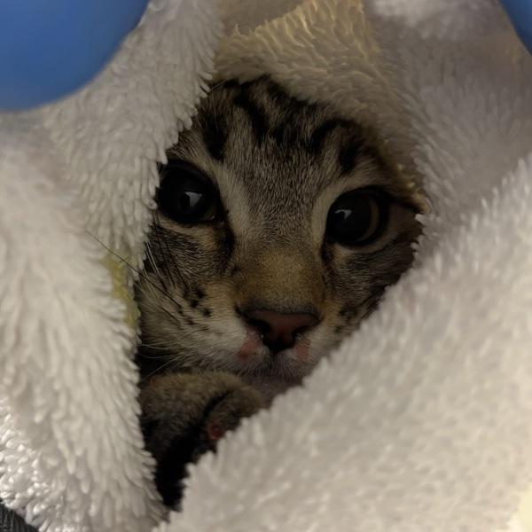 The Ruff Ruffman Show, Adoptable, Kitten Female Domestic Short Hair.