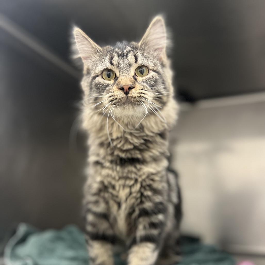 Aurora, adopted, Young Female Domestic Long Hair.