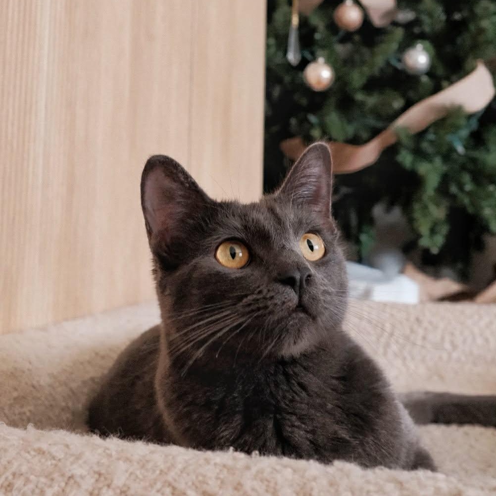 Enlarge Totoro, an adoptable mixed breed in Santa Clara, CA image 2/6