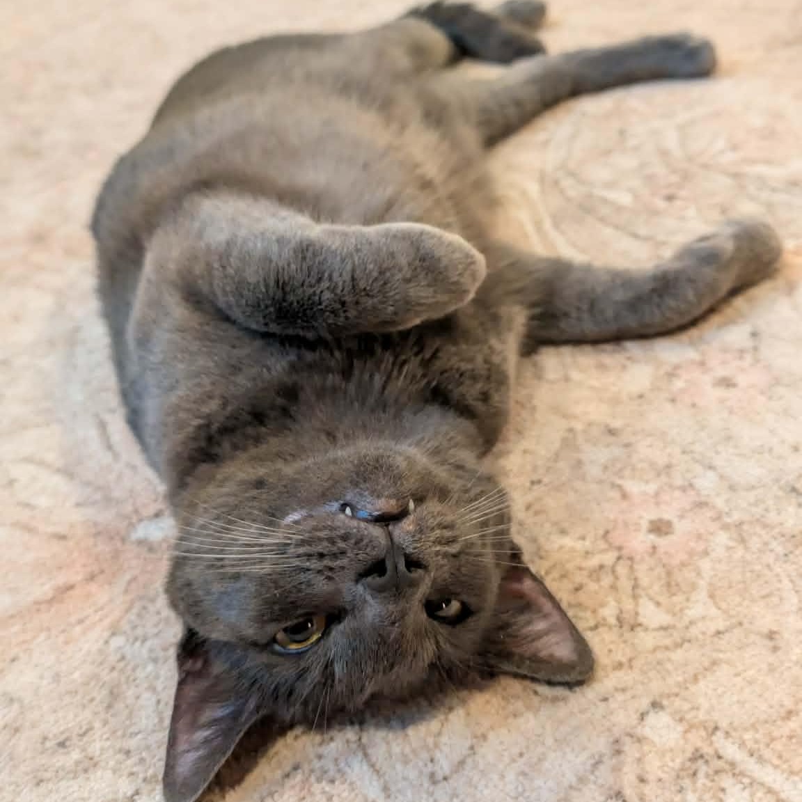 Totoro, an adoptable mixed breed in Santa Clara, CA image 6/6