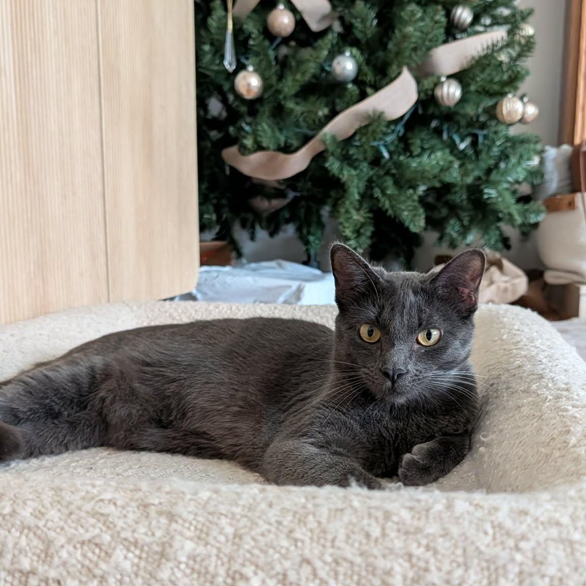 Enlarge Totoro, an adoptable mixed breed in Santa Clara, CA image 4/6