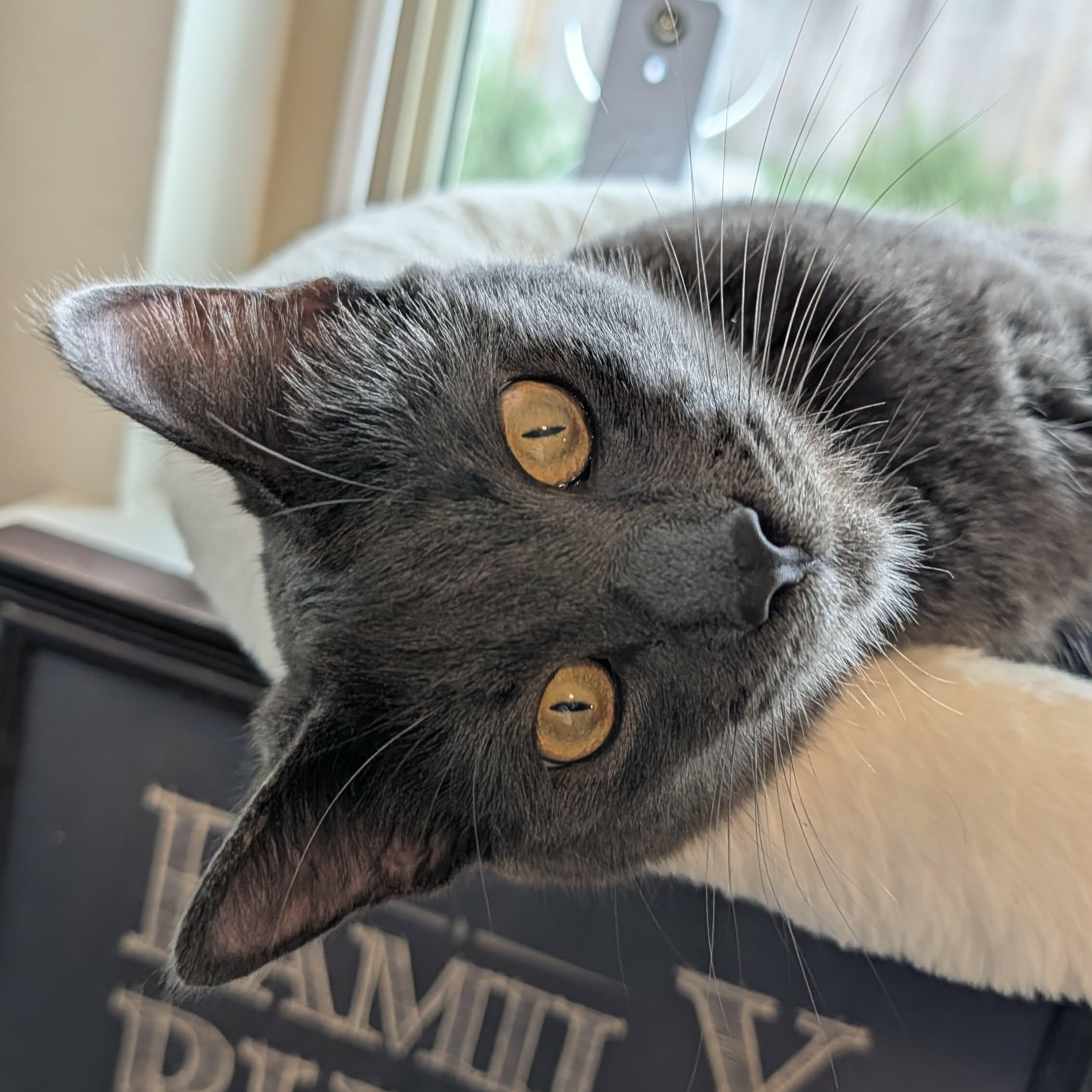 Enlarge Totoro, an adoptable mixed breed in Santa Clara, CA image 5/6