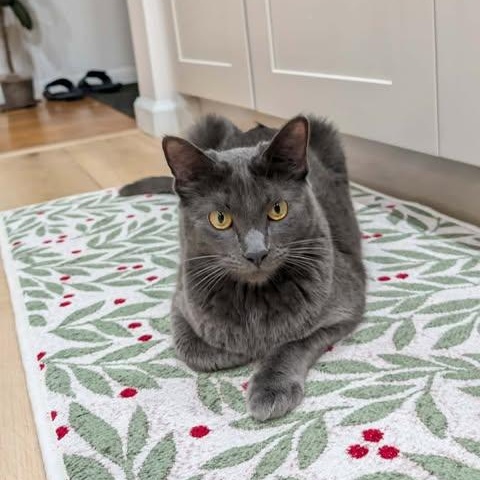 Totoro, an adoptable mixed breed in Santa Clara, CA image 5/6