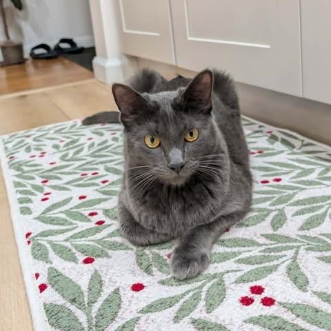 Enlarge Totoro, an adoptable mixed breed in Santa Clara, CA image 6/6