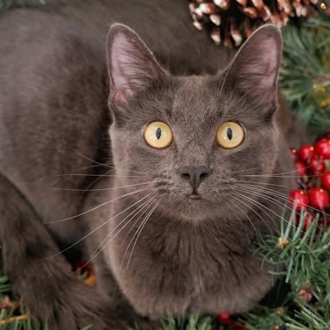 Totoro, adoptable, Kitten Female Domestic Short Hair & Russian Blue.