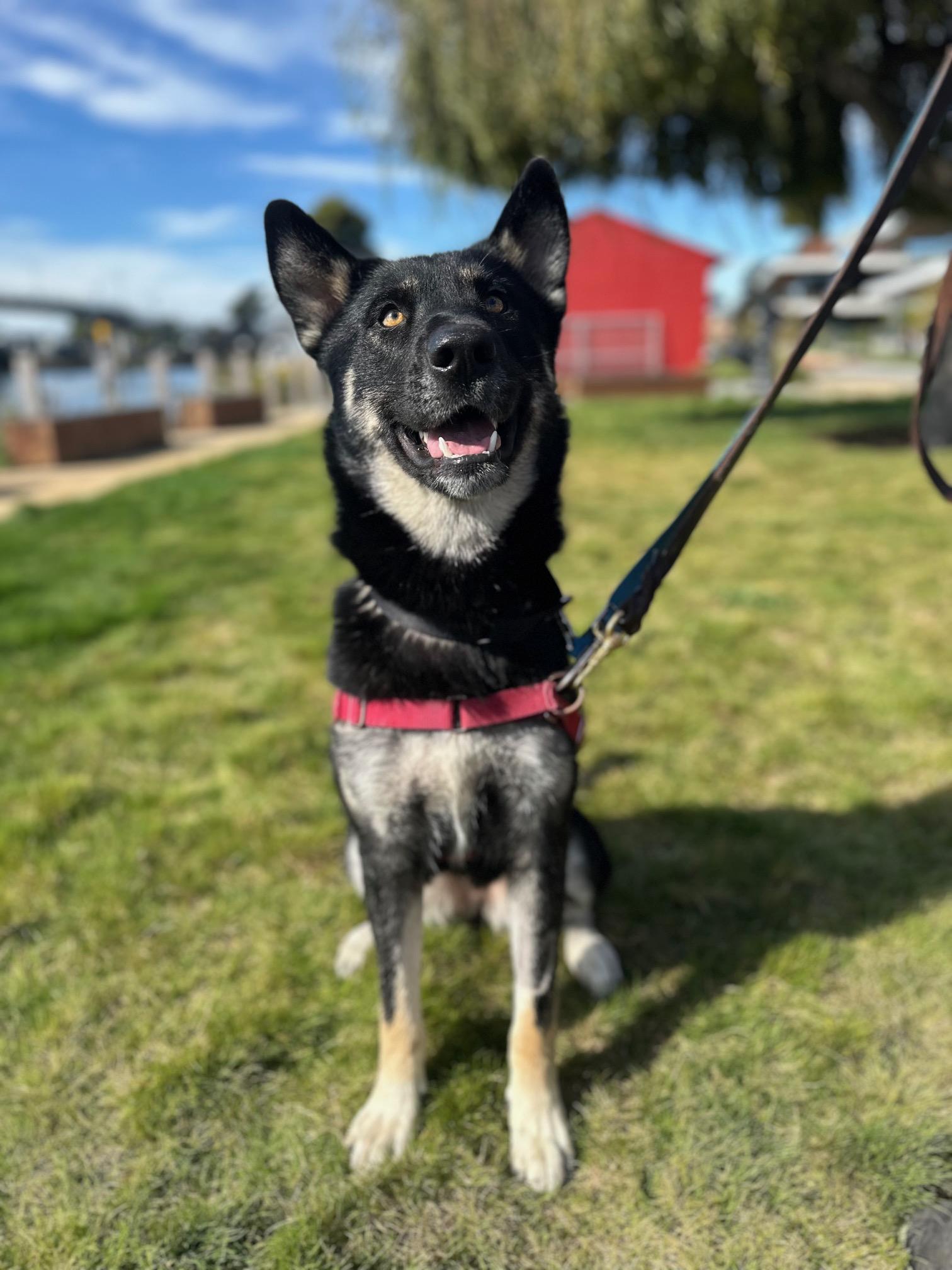 Martha, an adoptable German Shepherd Dog in Berkeley, CA image 2/6