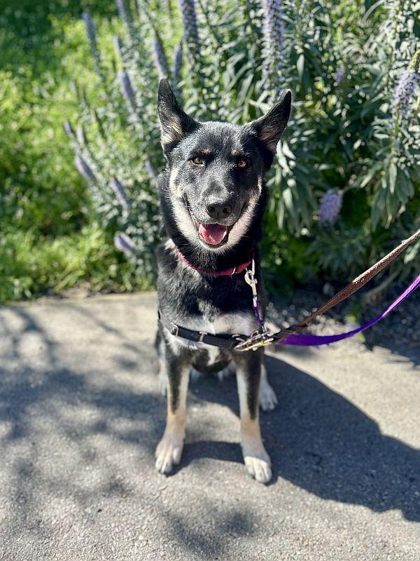 Enlarge Martha, an adoptable German Shepherd Dog in Berkeley, CA image 4/6