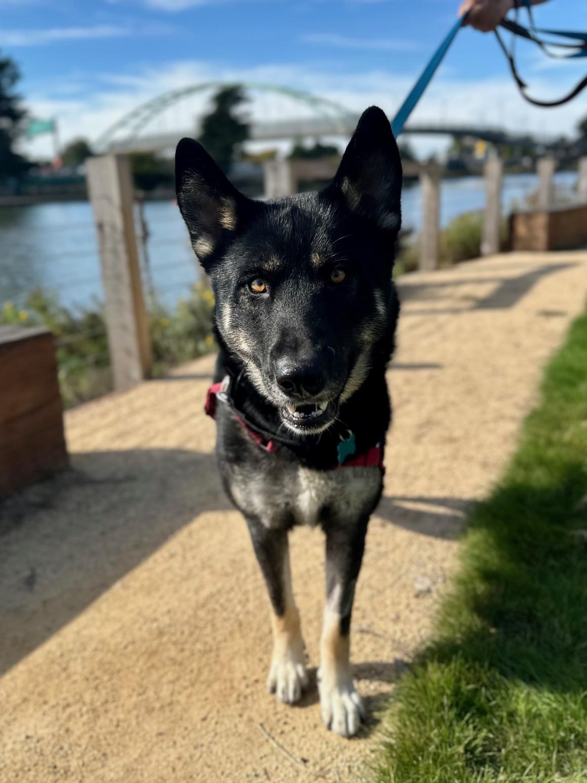 Martha, an adoptable German Shepherd Dog in Berkeley, CA image 3/6