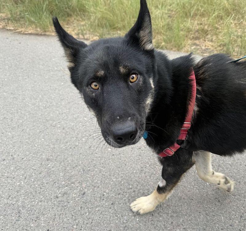 Martha, an adoptable German Shepherd Dog in Berkeley, CA image 5/6