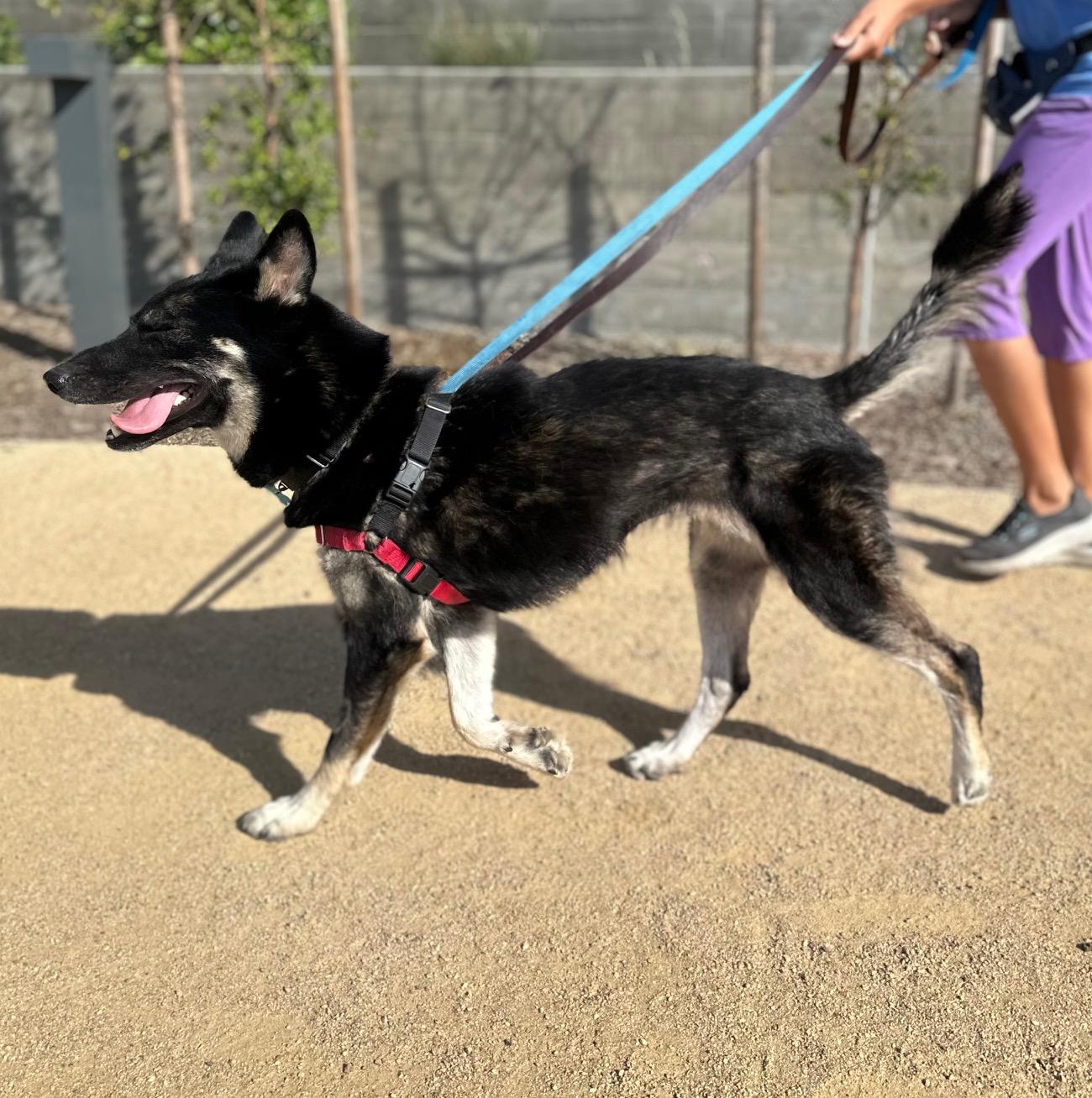 Enlarge Martha, an adoptable German Shepherd Dog in Berkeley, CA image 5/6