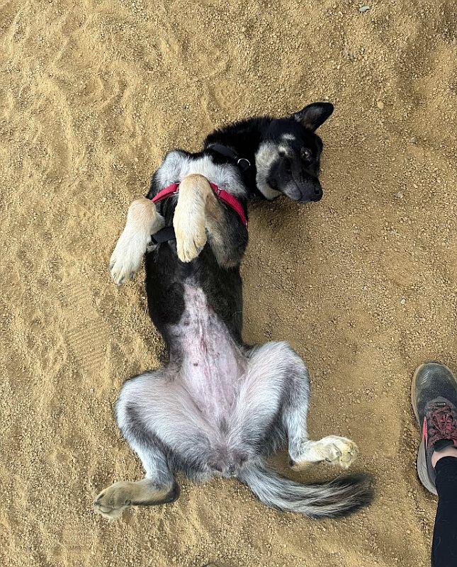Martha, an adoptable German Shepherd Dog in Berkeley, CA image 4/6
