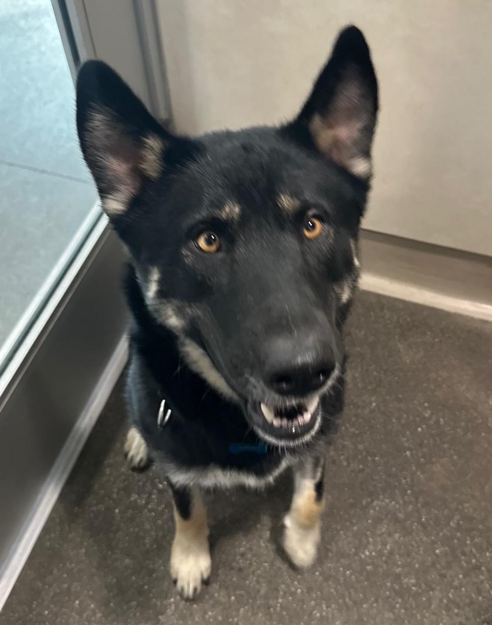 Martha, an adoptable German Shepherd Dog in Berkeley, CA image 1/6