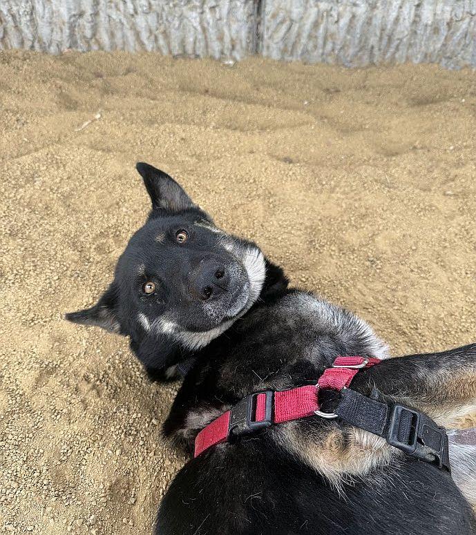 Martha, an adoptable German Shepherd Dog in Berkeley, CA image 6/6