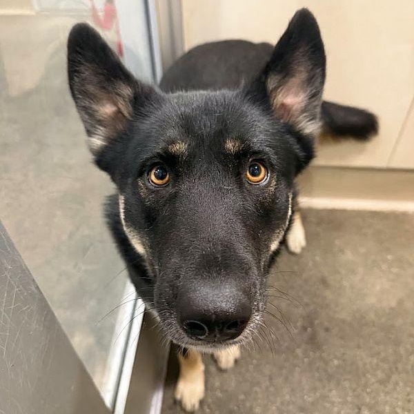 Enlarge Martha, an adoptable German Shepherd Dog in Berkeley, CA image 1/6
