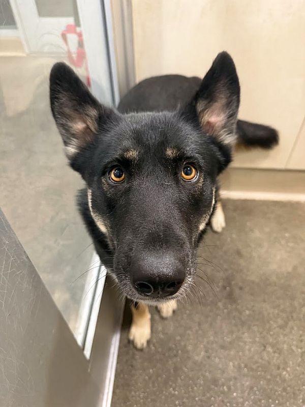 Enlarge Martha, an adoptable German Shepherd Dog in Berkeley, CA image 1/6