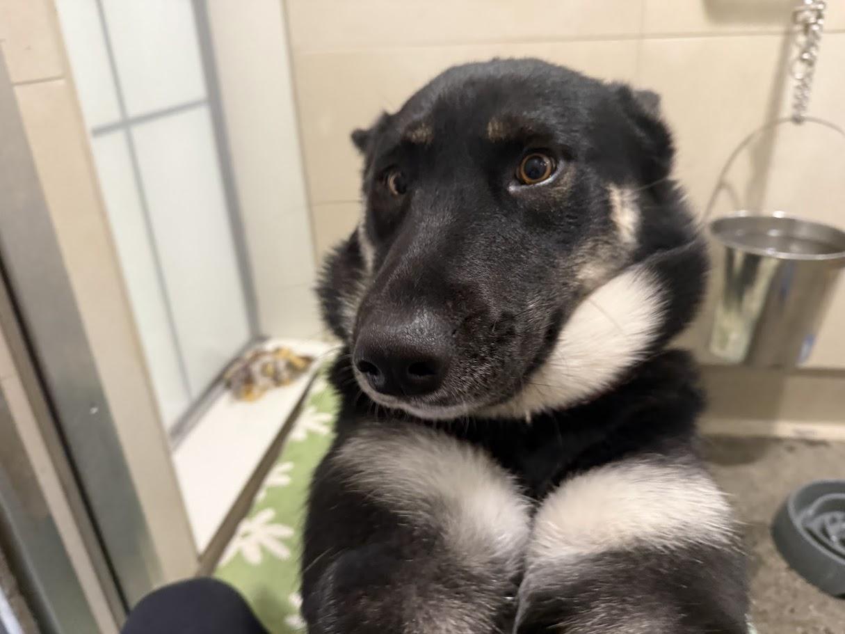 Enlarge Martha, an adoptable German Shepherd Dog in Berkeley, CA image 2/6