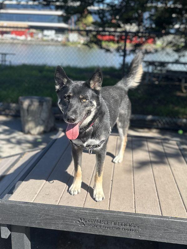 Enlarge Martha, an adoptable German Shepherd Dog in Berkeley, CA image 6/6