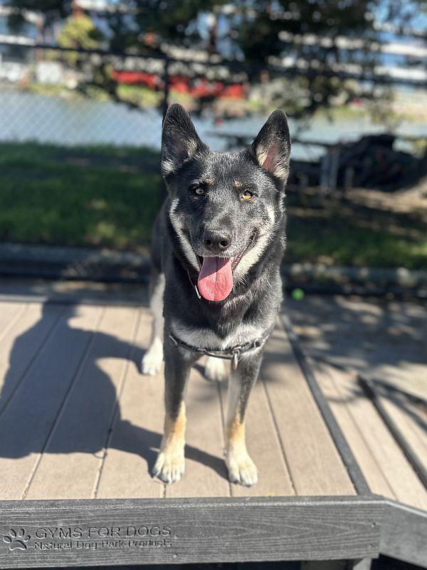 Enlarge Martha, an adoptable German Shepherd Dog in Berkeley, CA image 2/6