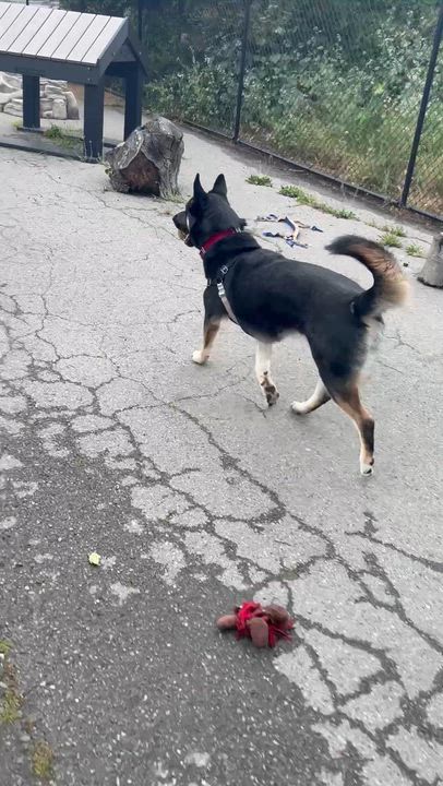 Enlarge Martha, an adoptable German Shepherd Dog in Berkeley, CA video 6/6