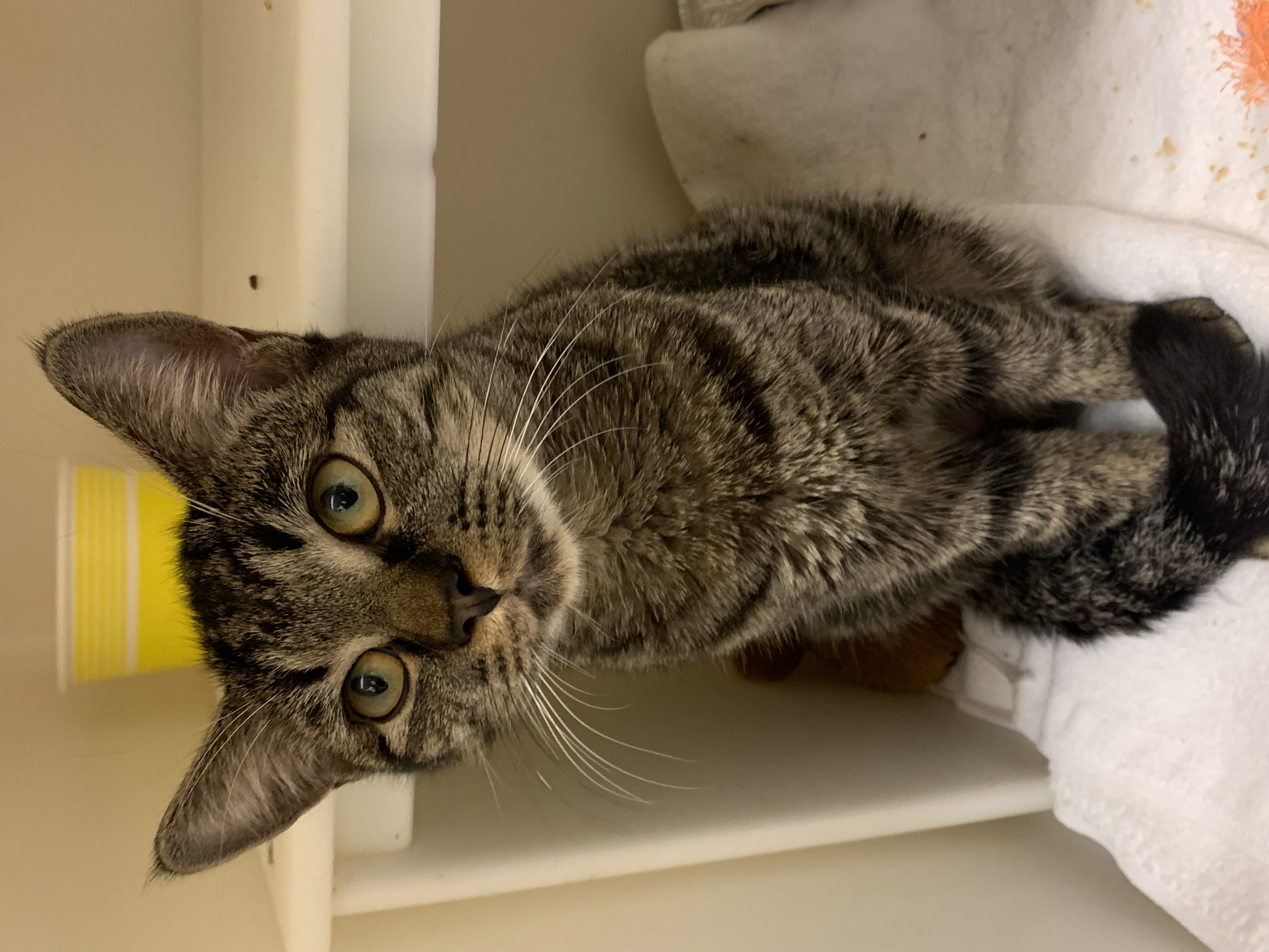 Cat for adoption Peppermint Patty, a Domestic Short Hair in Salisbury