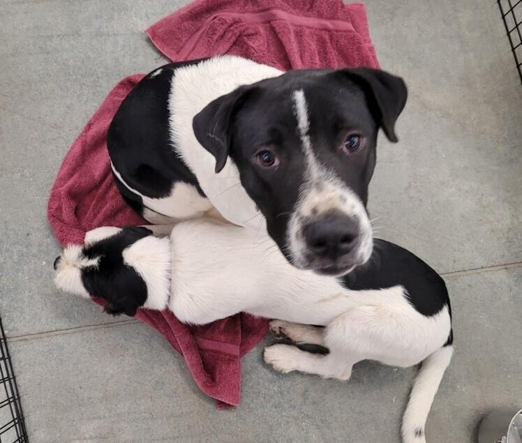 Enlarge Eli, a Adoptable mixed breed in Douglasville, GA image 2/6