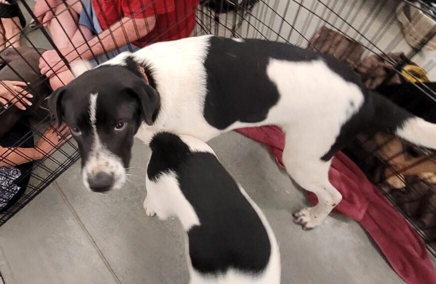 Enlarge Eli, a Adoptable mixed breed in Douglasville, GA image 3/6