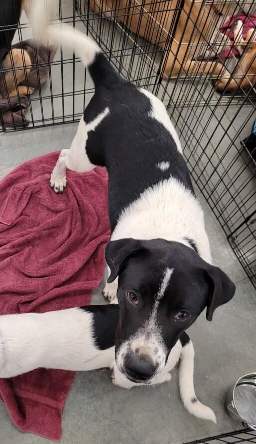 Enlarge Eli, a Adoptable mixed breed in Douglasville, GA image 1/6