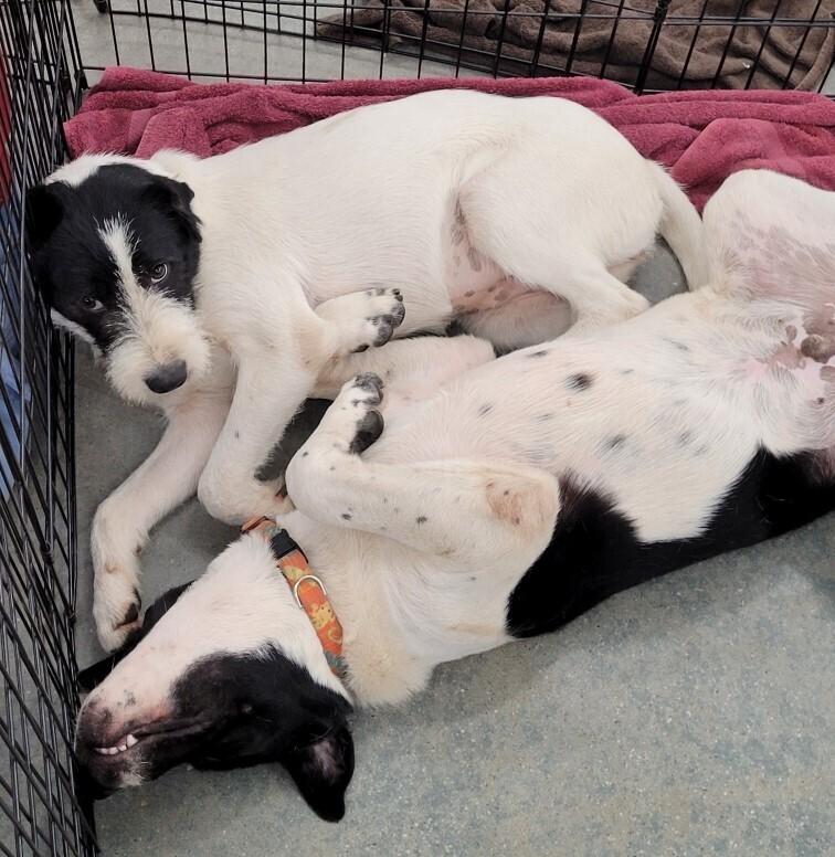 Enlarge Eli, a Adoptable mixed breed in Douglasville, GA image 6/6