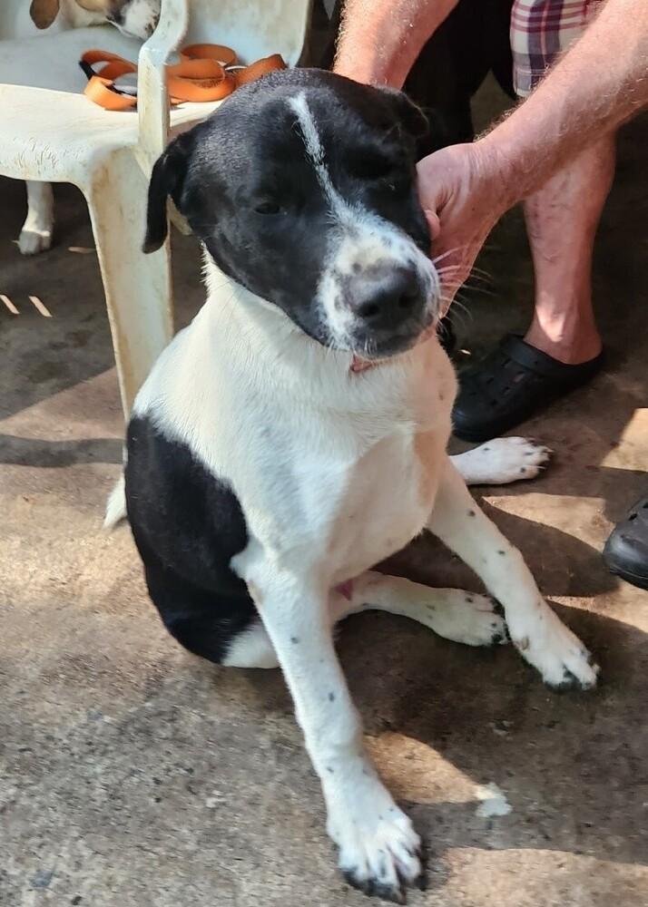 Eli, a Adoptable mixed breed in Douglasville, GA image 2/3