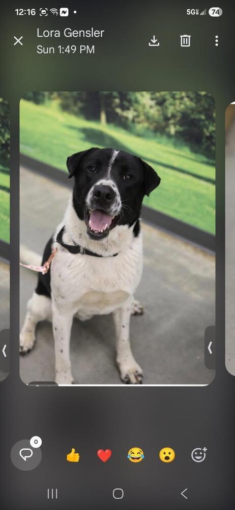 Enlarge Eli, a Adoptable mixed breed in Douglasville, GA image 3/6