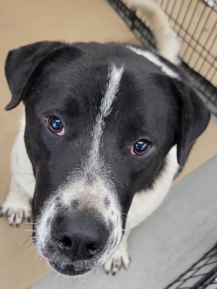 Eli, a Adoptable mixed breed in Douglasville, GA image 6/6