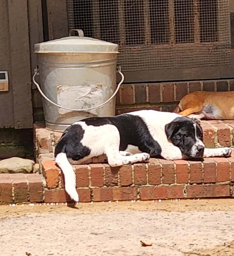 Eli, a Adoptable mixed breed in Douglasville, GA image 3/3