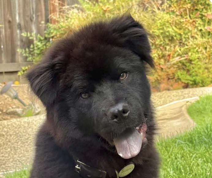 Enlarge Chowder, a Adoptable Chow Chow in San Jose, CA image 1/1