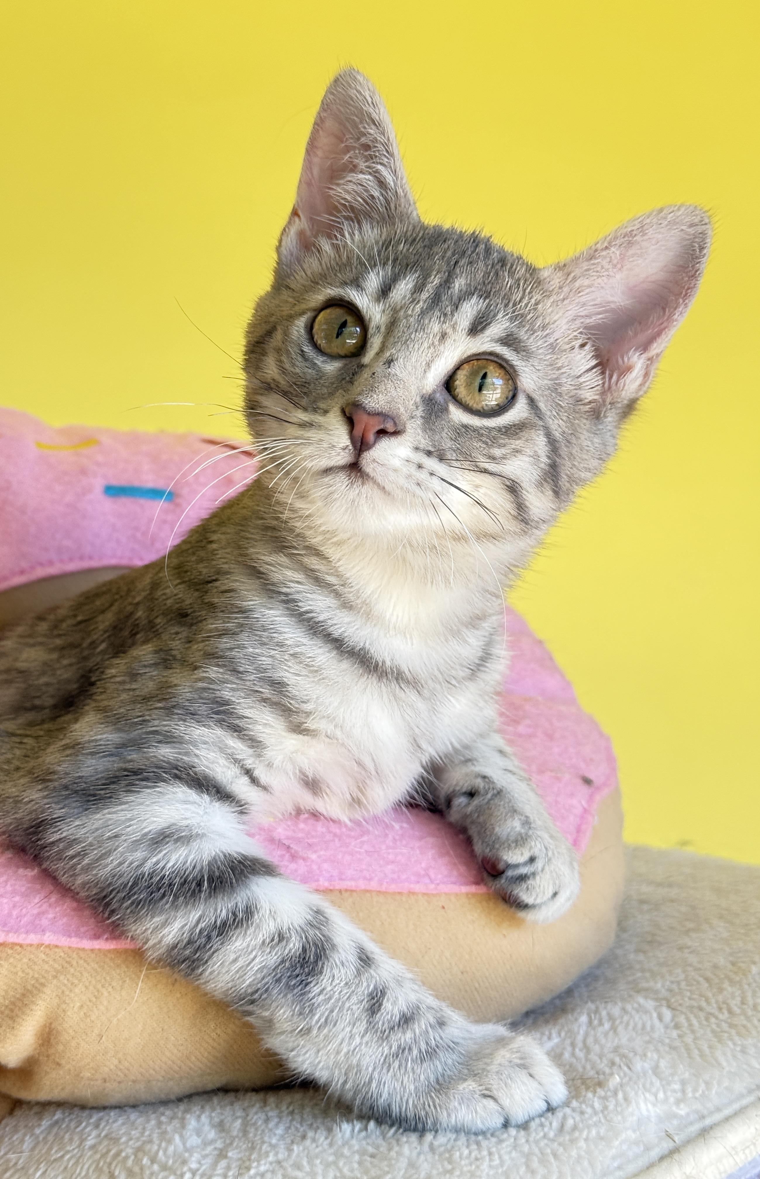 Enlarge Tinkerbell, a Adoptable Tabby in Keller, TX image 3/6