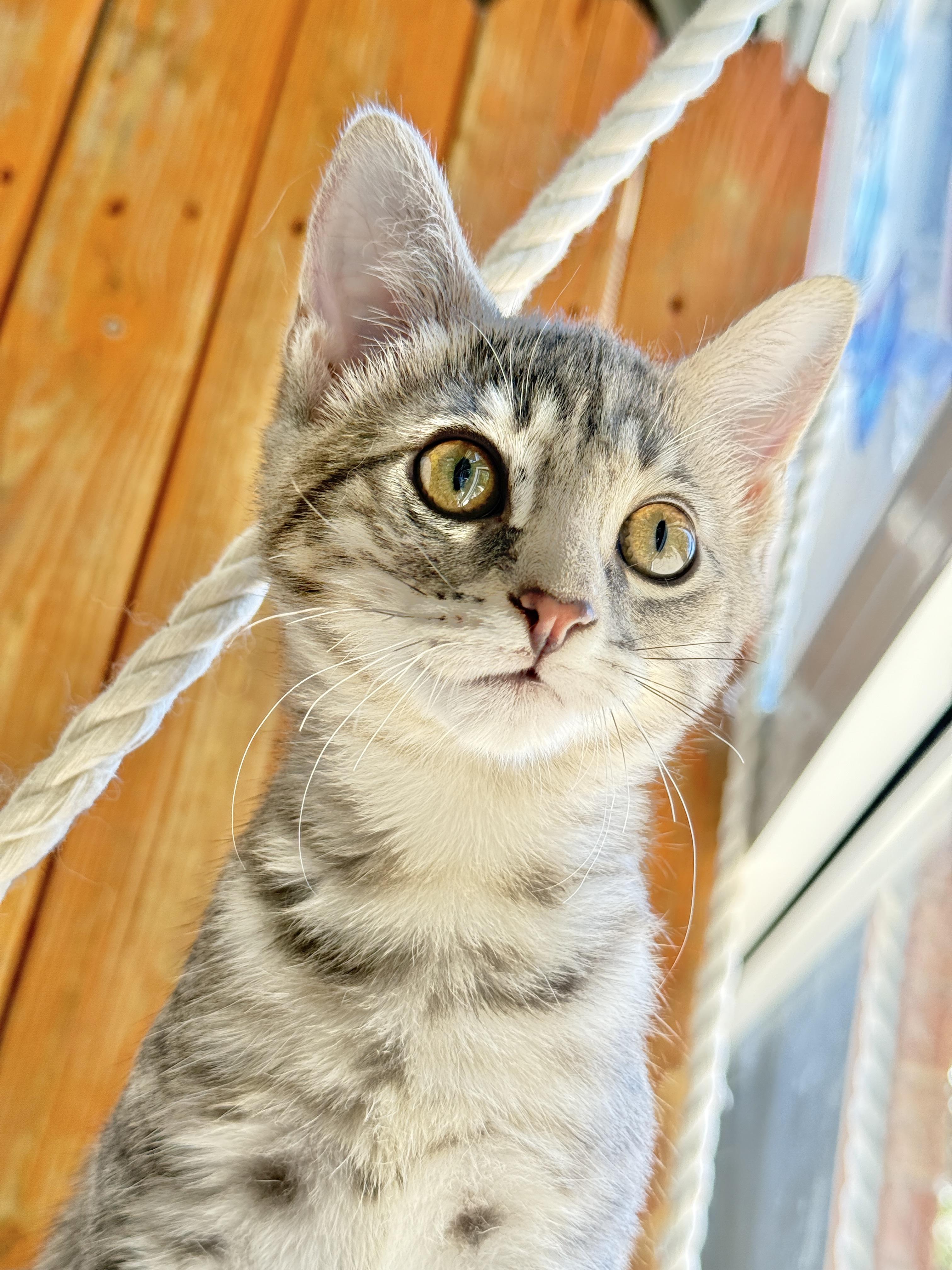 Enlarge Tinkerbell, a Adoptable Tabby in Keller, TX image 1/6