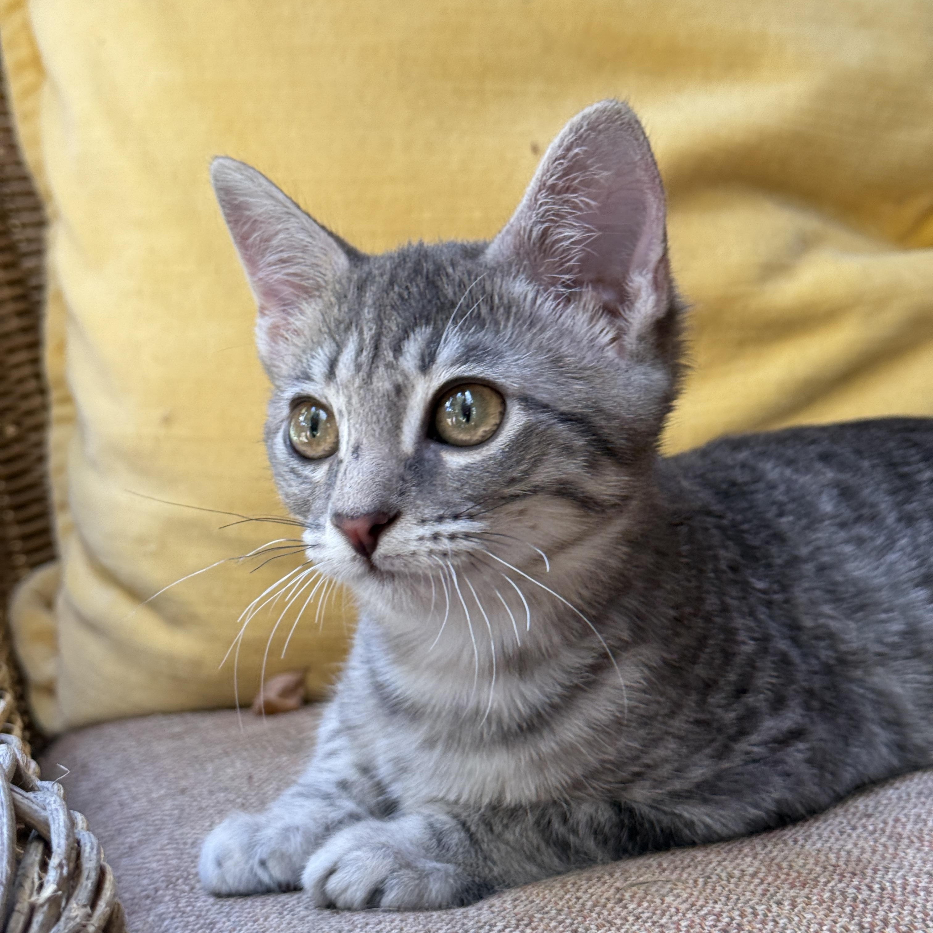 Enlarge Tinkerbell, a Adoptable Tabby in Keller, TX image 4/6