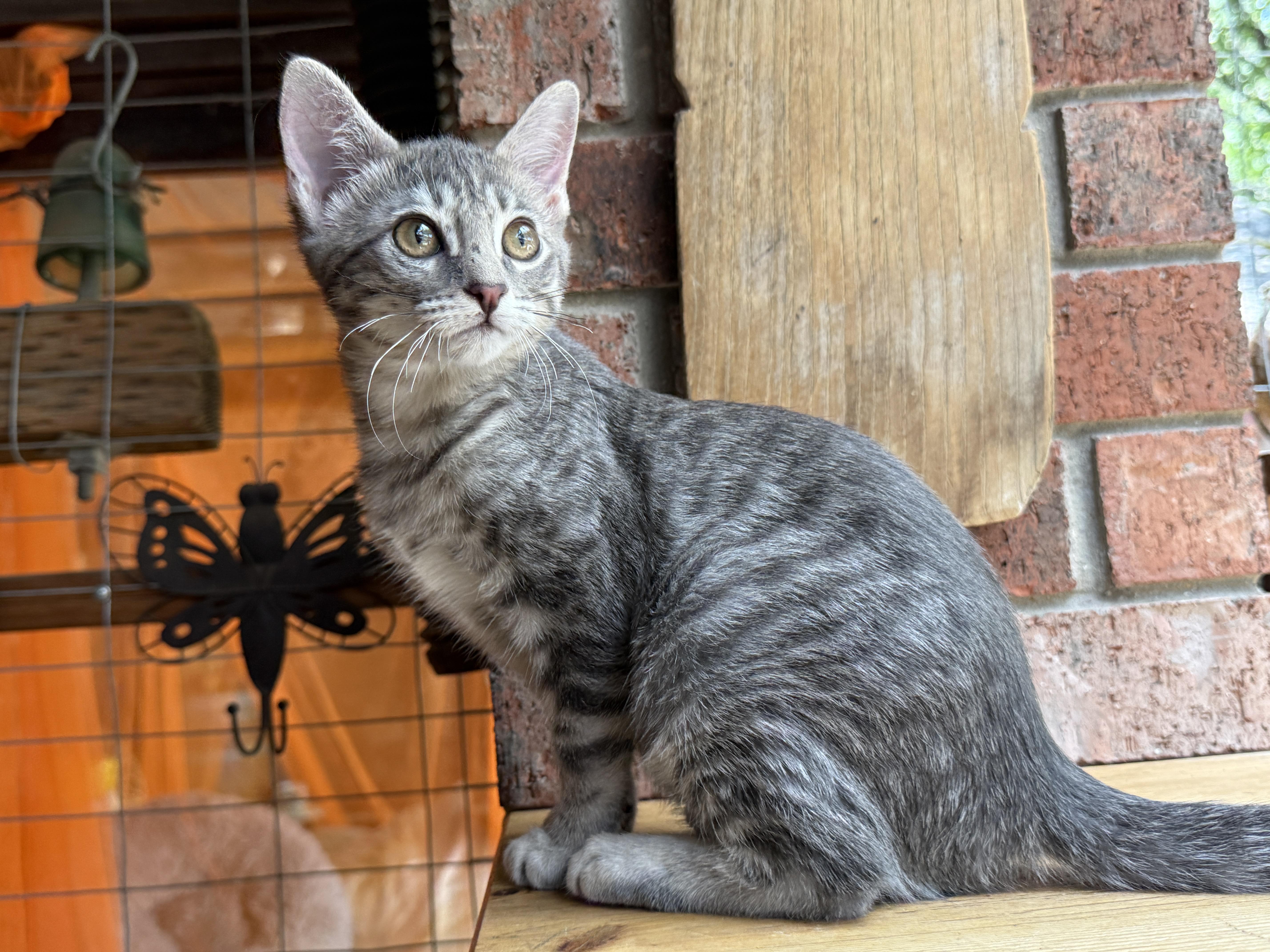 Enlarge Tinkerbell, a Adoptable Tabby in Keller, TX image 2/6