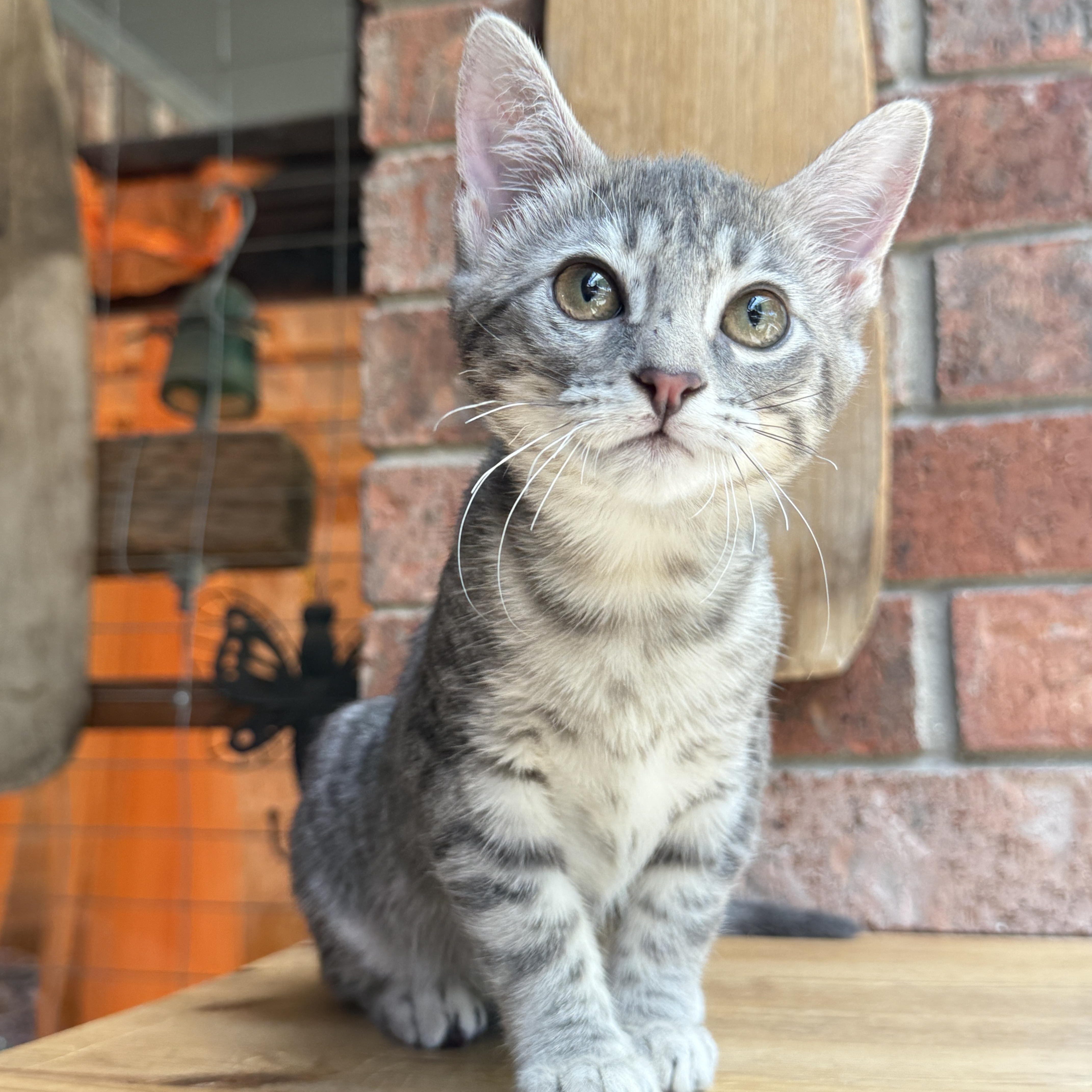 Enlarge Tinkerbell, a Adoptable Tabby in Keller, TX image 5/6
