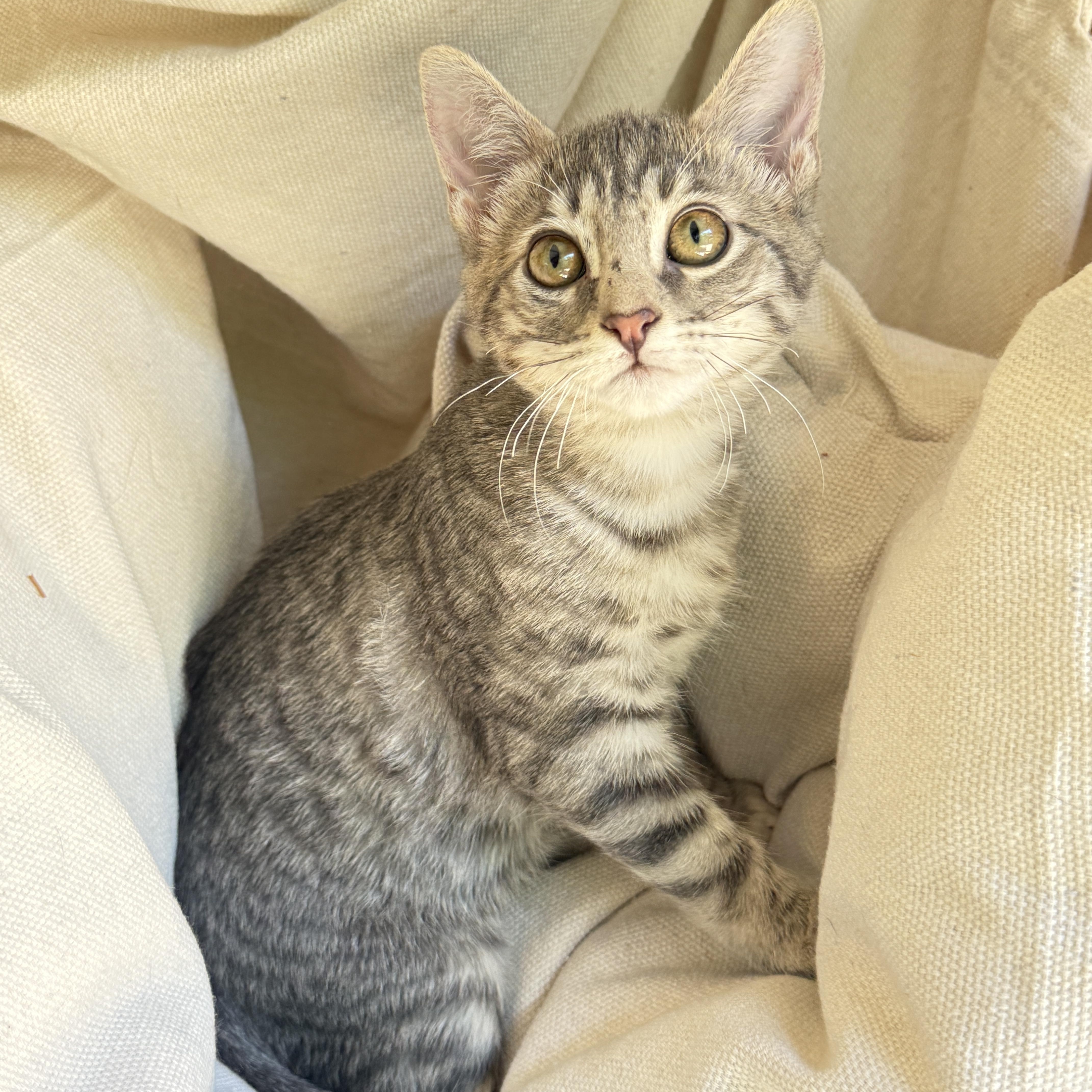 Enlarge Tinkerbell, a Adoptable Tabby in Keller, TX image 6/6