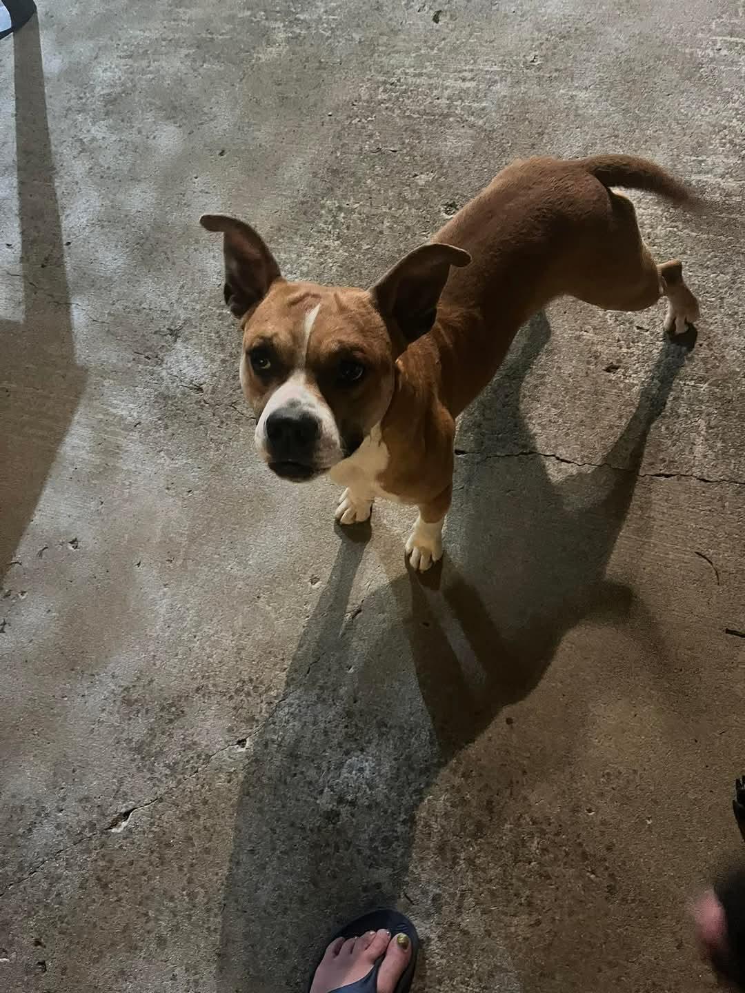 Dash, Adopted, Young Male American Bully.