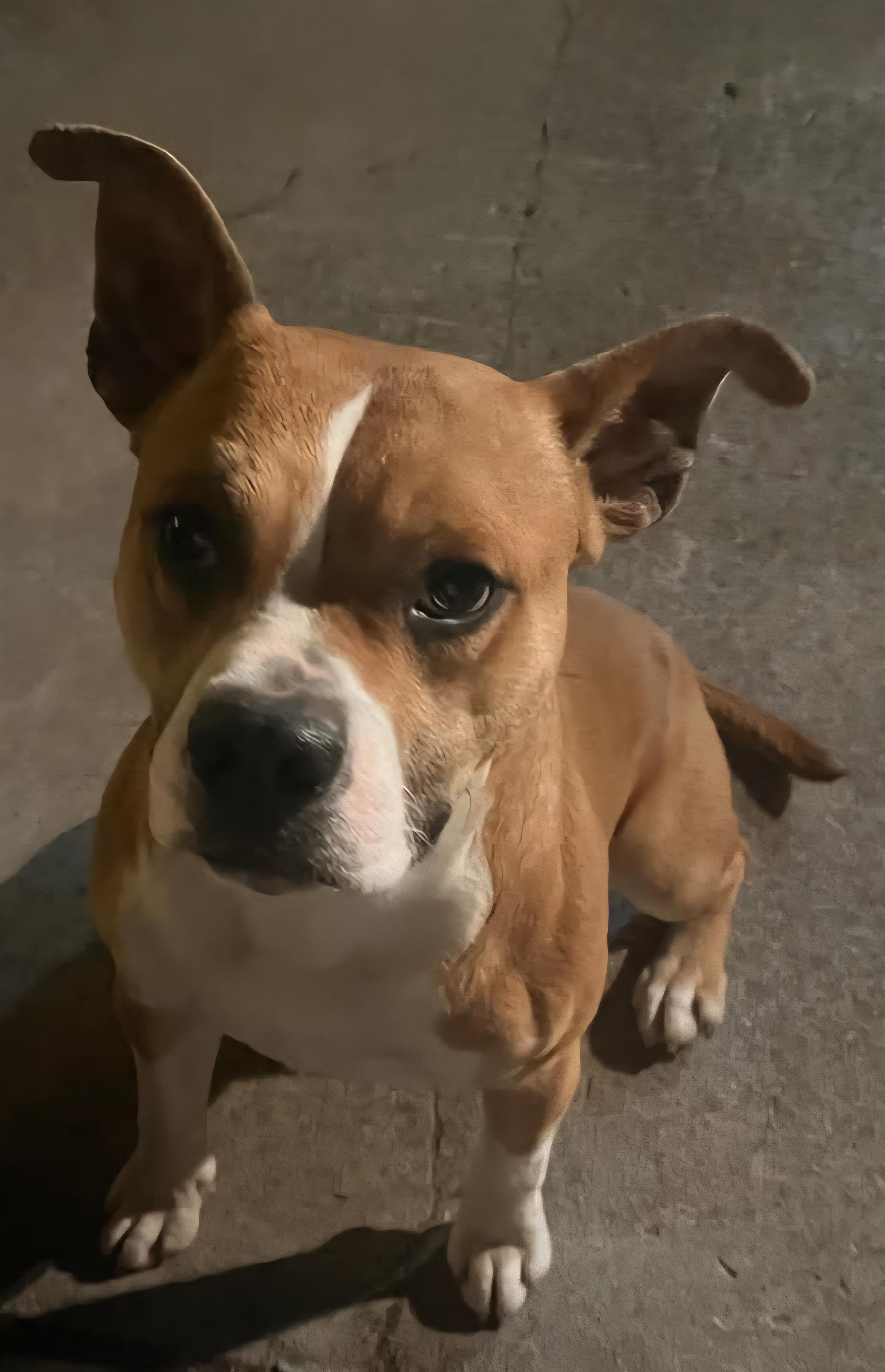 Dash, a Adopted mixed breed in Powell, TN image 2/3