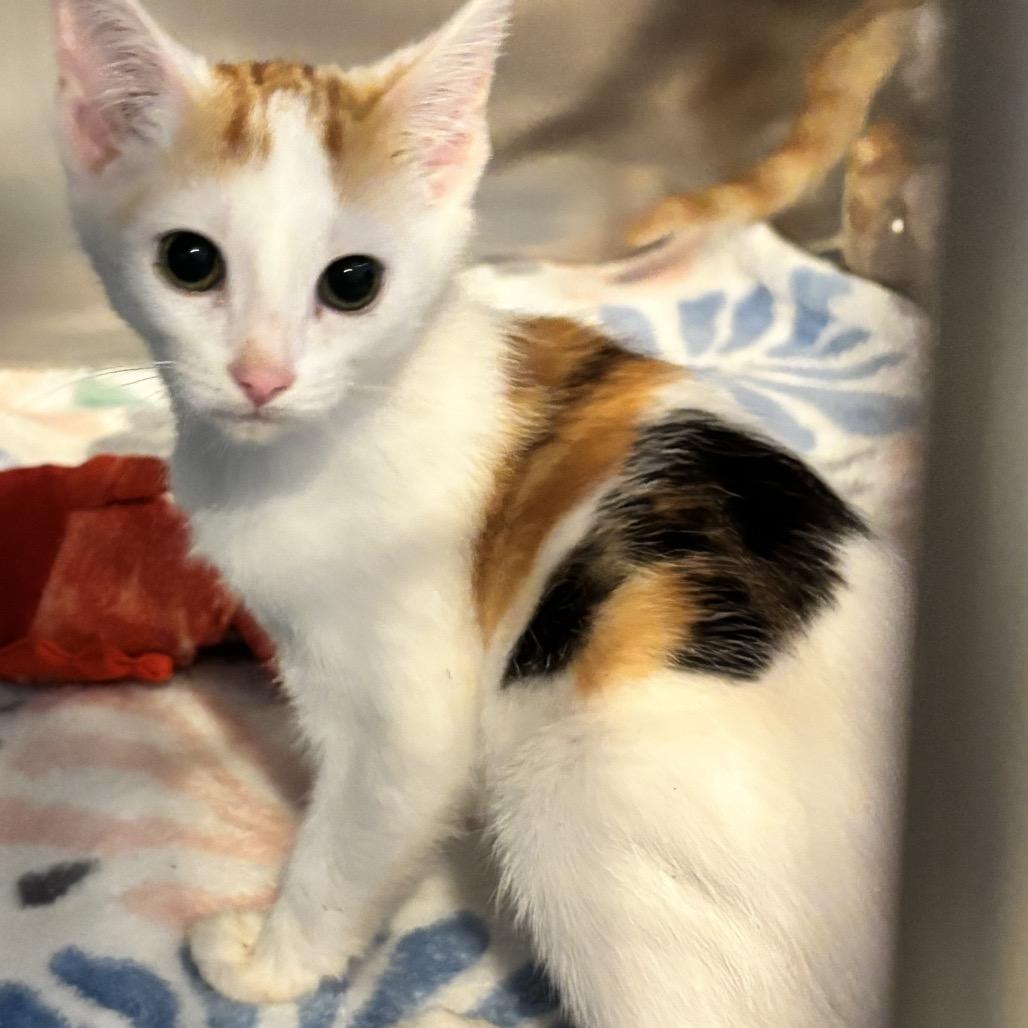 Taco, Adoptable, Kitten Female Domestic Short Hair.