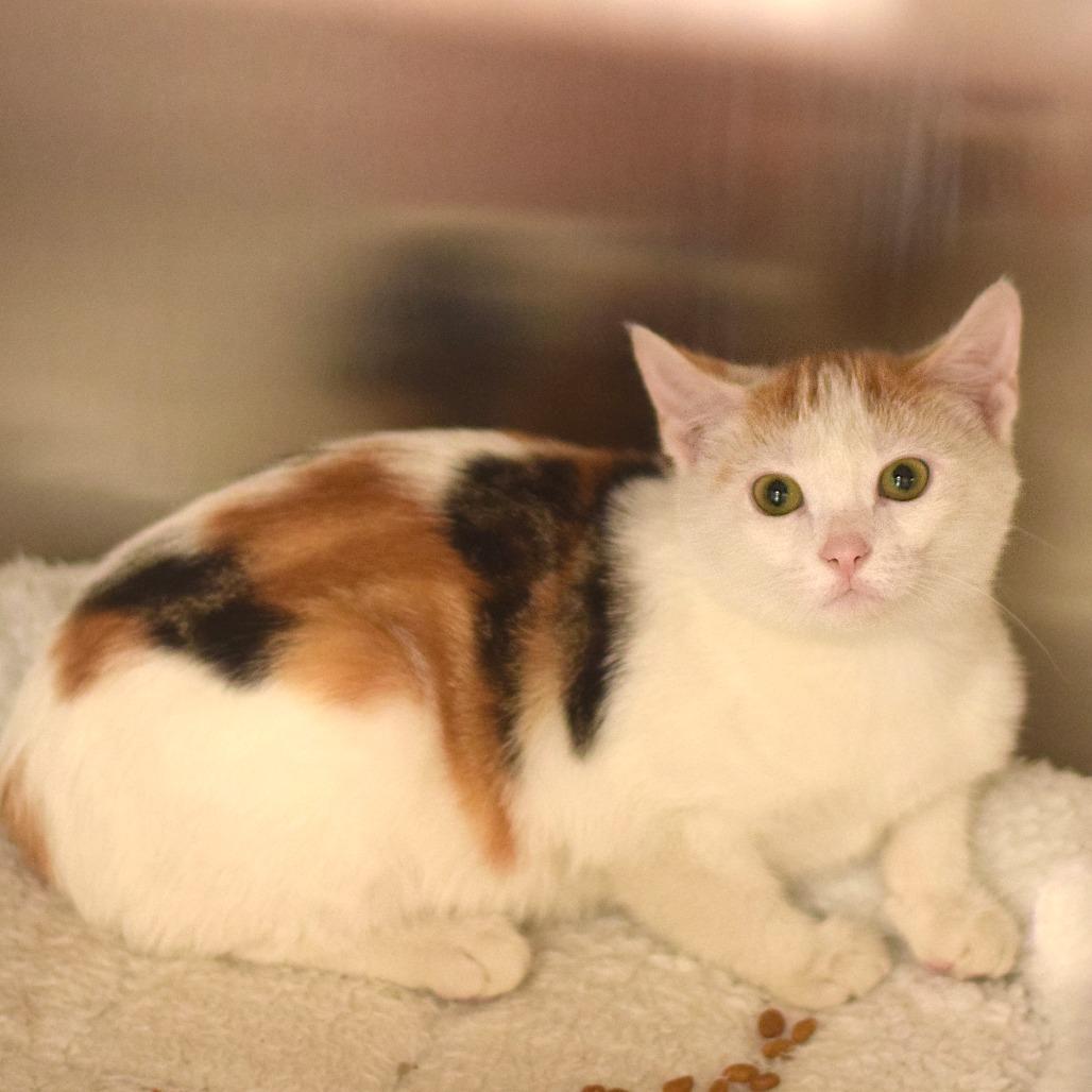 Taco, a Adoptable Domestic Short Hair in Belleville, IL image 2/2