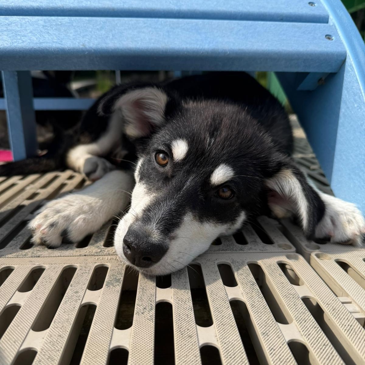 Suki, Baby Female unknown