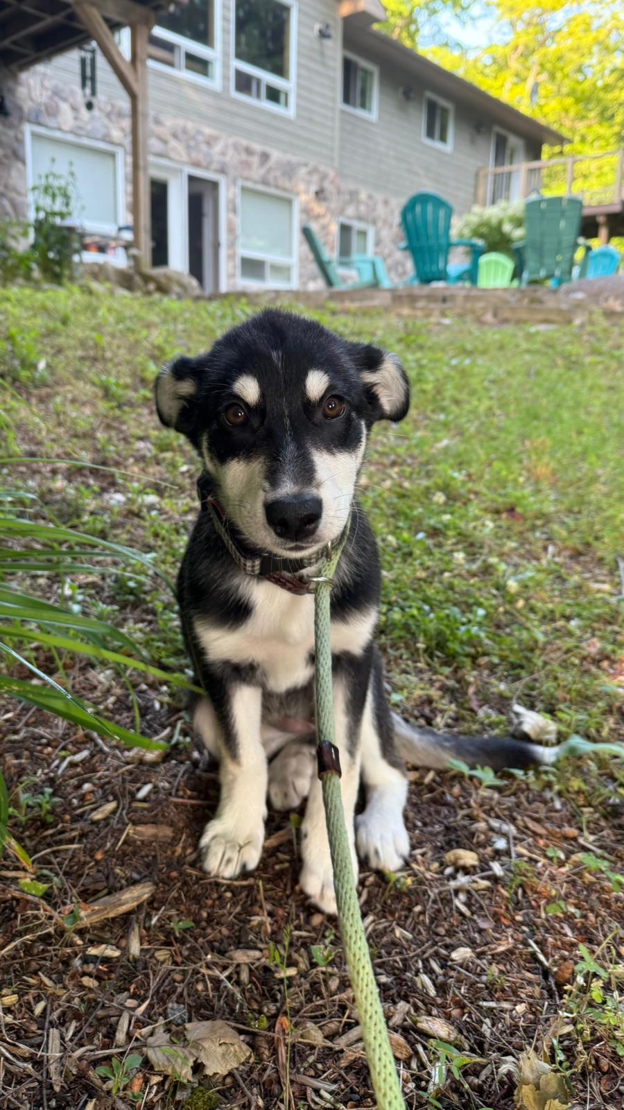 Suki photo 3